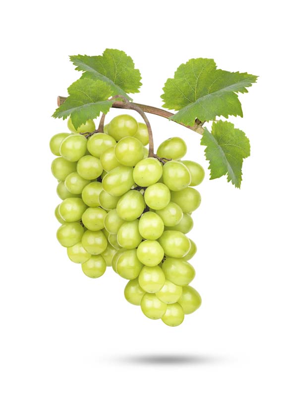 طرح لایه باز انگور