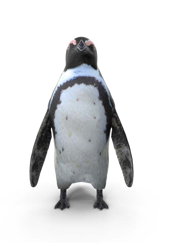 طرح باکیفیت پنگوئن