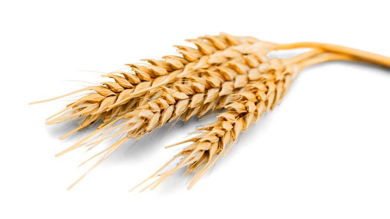 طرح دوربری شده از سه عدد خوشه گندم