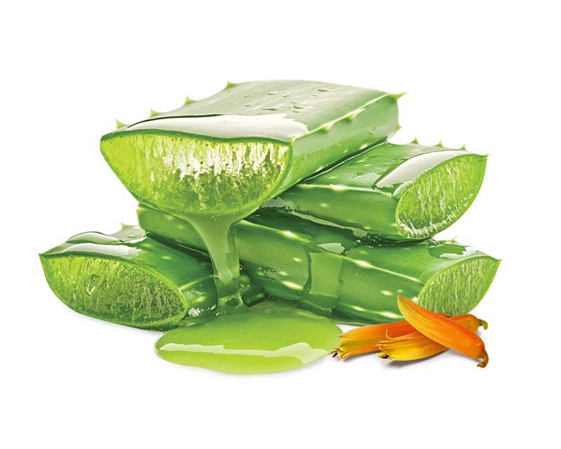 دانلود طرح گیاه آلوئه ورا