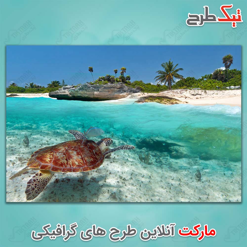 دانلود عکس لارج فرمت لاک پشت