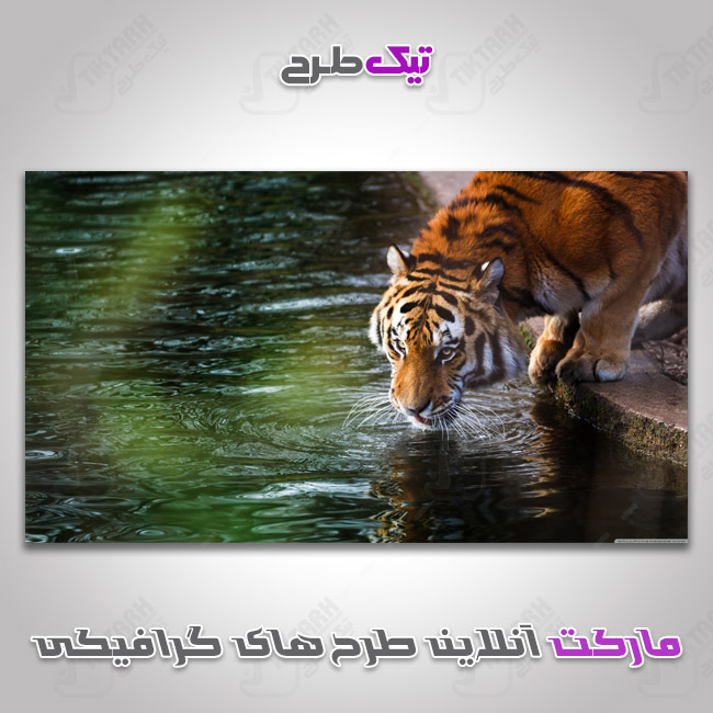 دانلود عکس با کیفیت ببر در حال خوردن آب