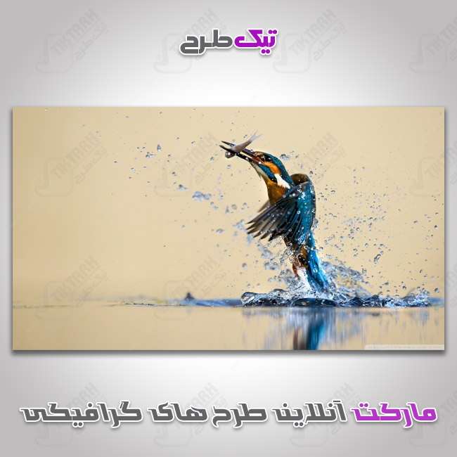دانلود عکس با کیفیت پرنده ماهی خوار