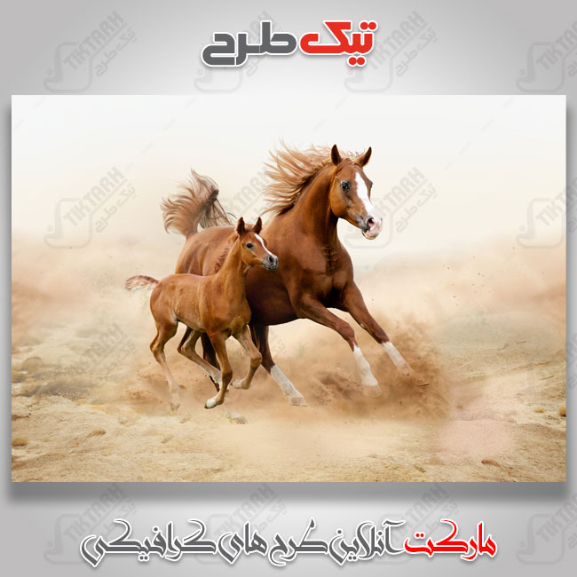 عکس با کیفیت اسب های قهوه ای