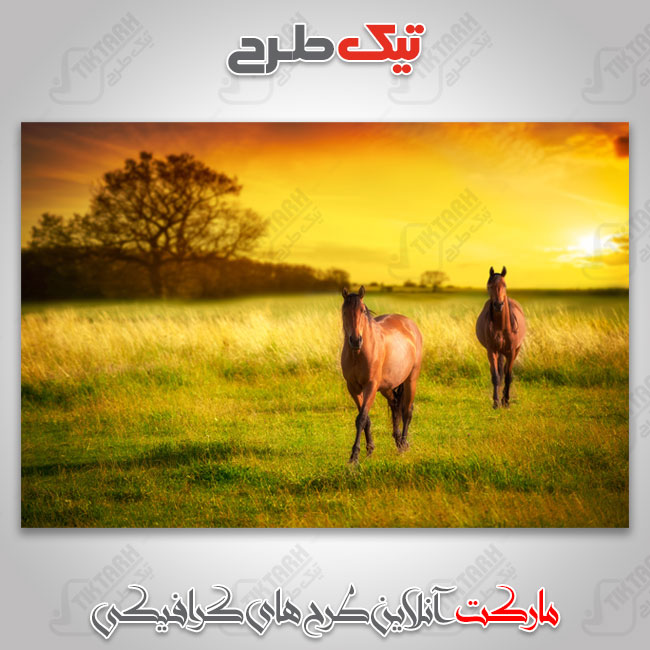 عکس با کیفیت اسب در طبیعت