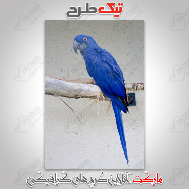 عکس با کیفیت طوطی آبی