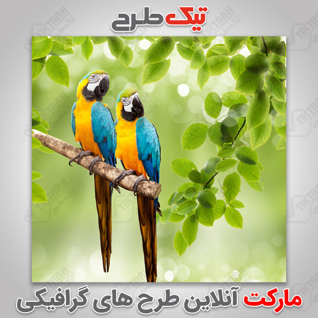 عکس با کیفیت طوطی
