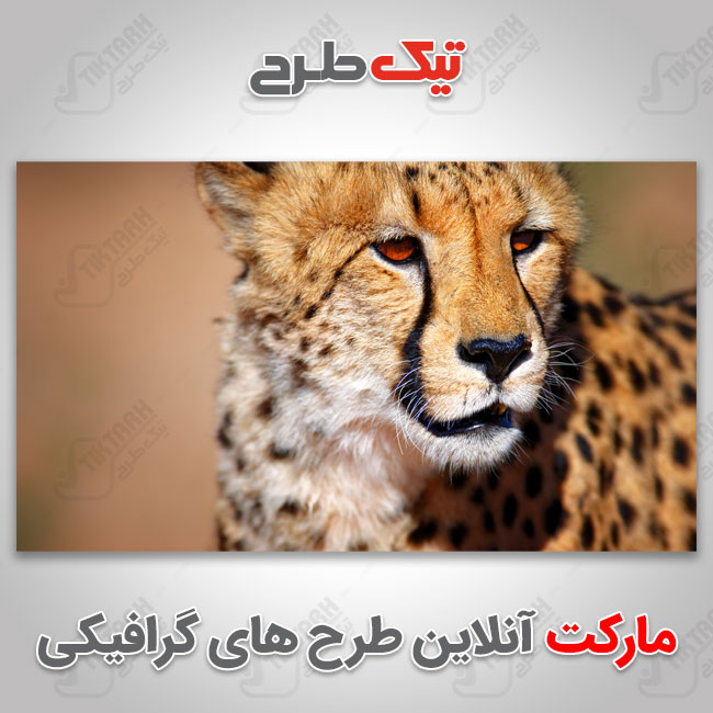 عکس با کیفیت یوزپلنگ