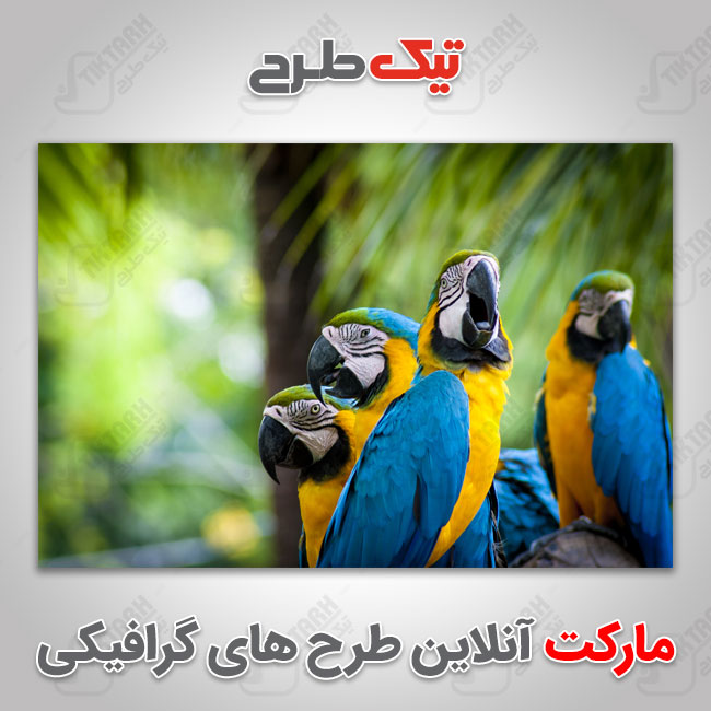 عکس با کیفیت طوطی های آبی