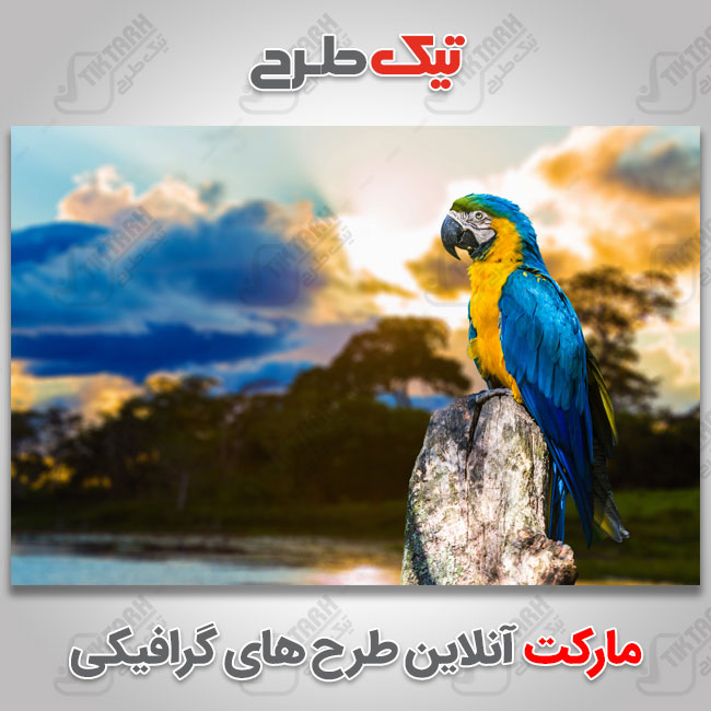 عکس با کیفیت طوطی زرد و آبی