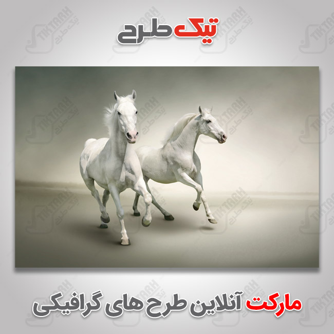 دانلود عکس گرافیکی اسب های سفید