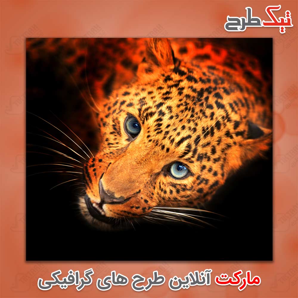 دانلود تصویر لارج فرمت یوزپلنگ