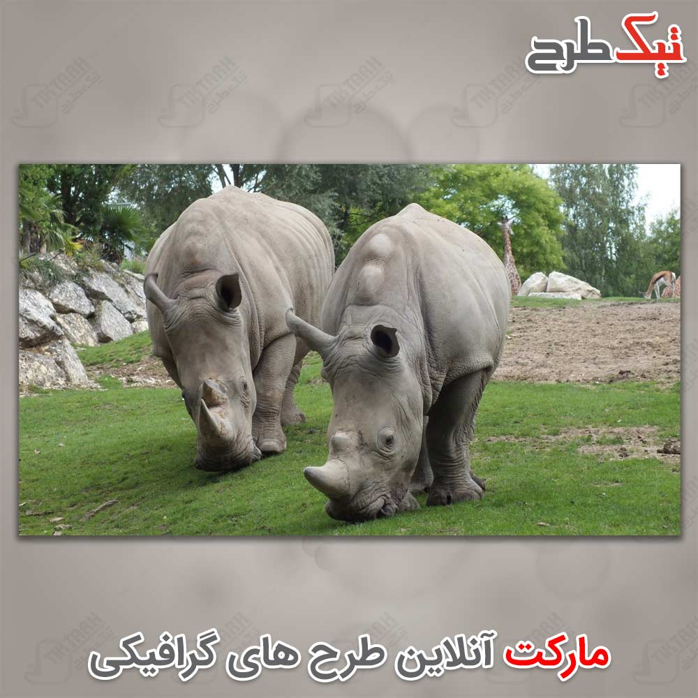 دانلود عکس لارج فرمت کرگدن