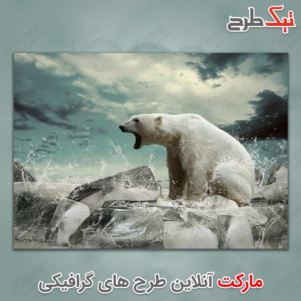 دانلود عکس لارج فرمت خرس قطبی