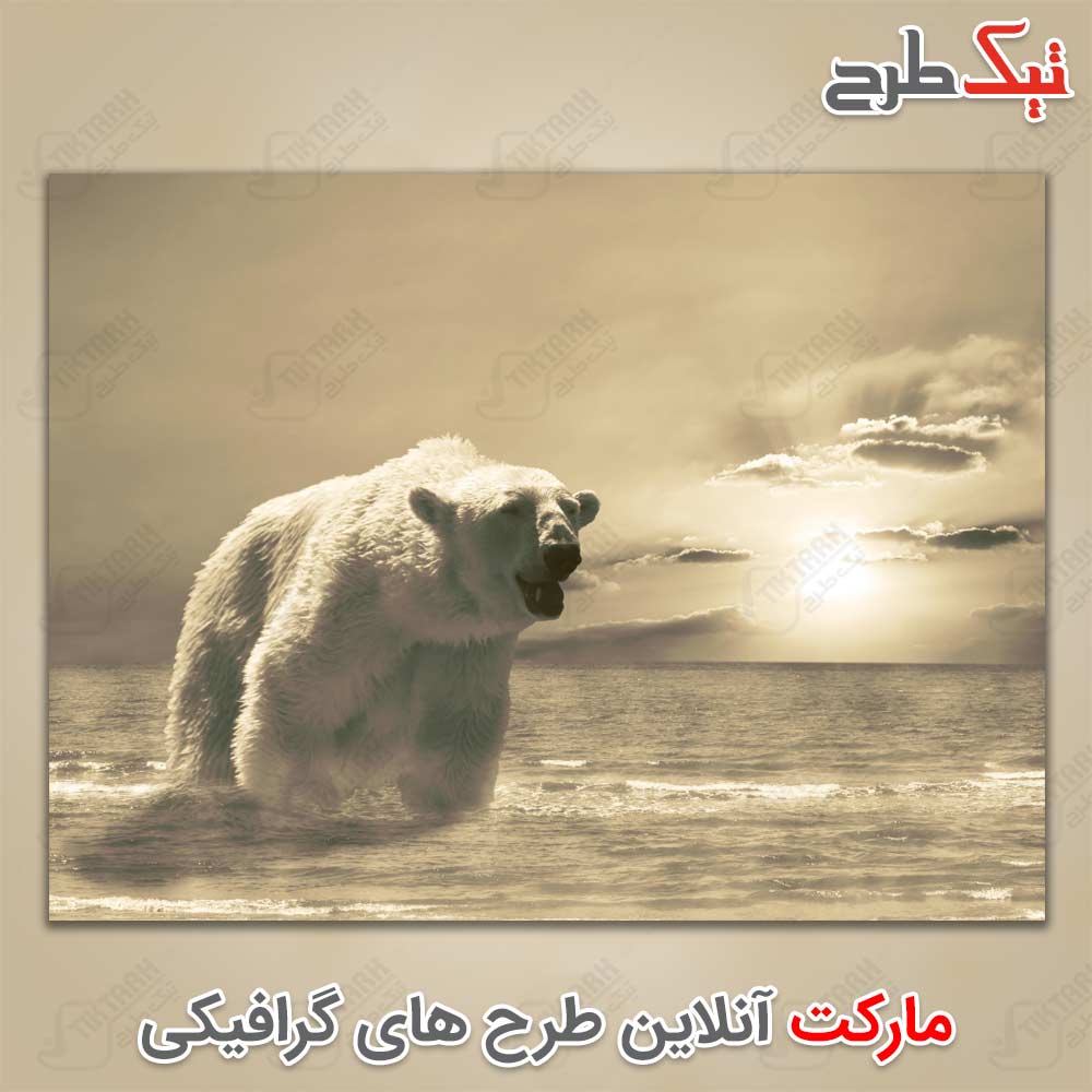 دانلود عکس لارج فرمت خرس قطبی