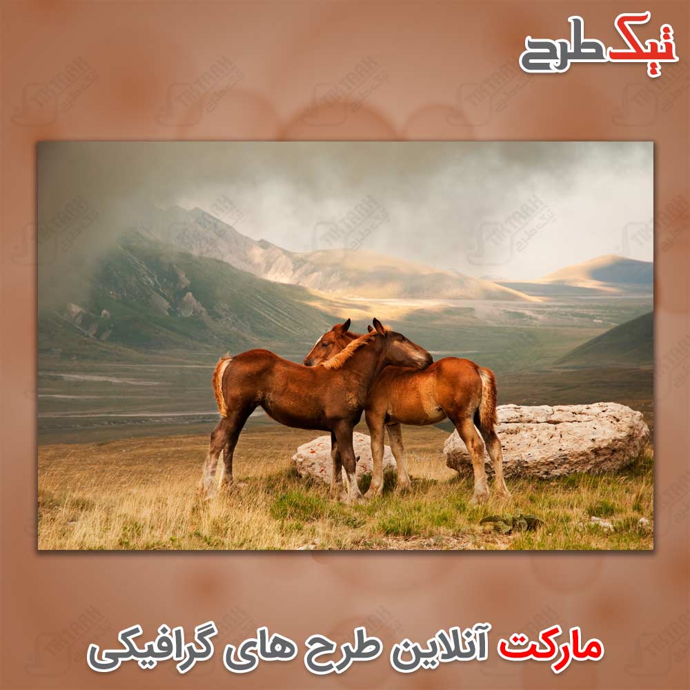 دانلود عکس لارج فرمت اسب