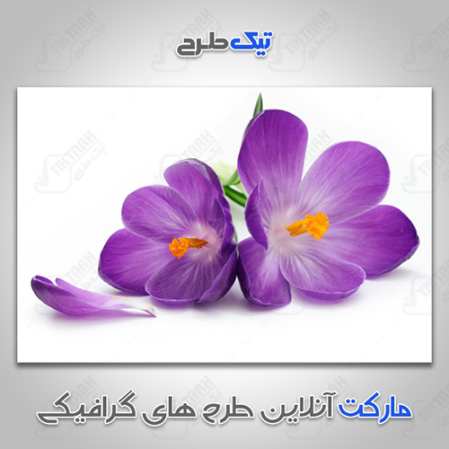 دانلود عکس با کیفیت گل های زعفران