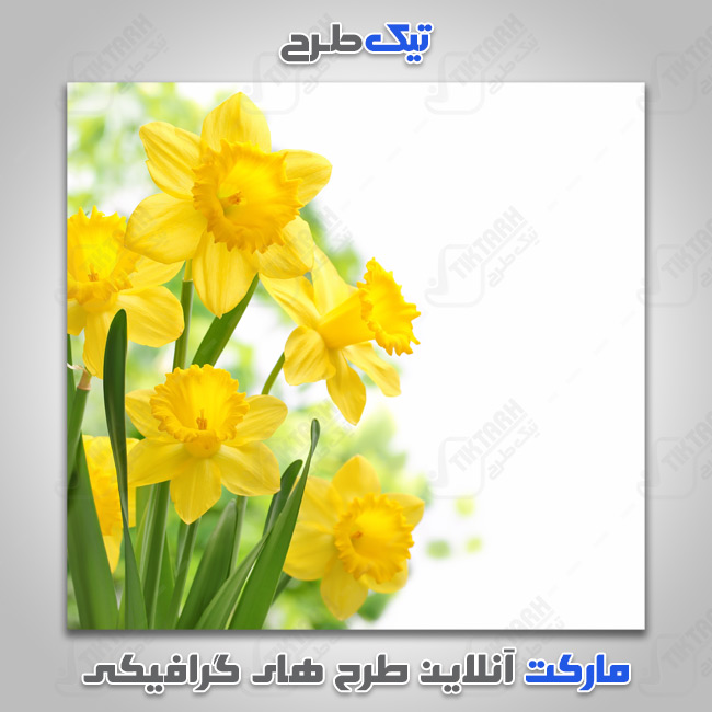 دانلود عکس با کیفیت دسته گل زرد