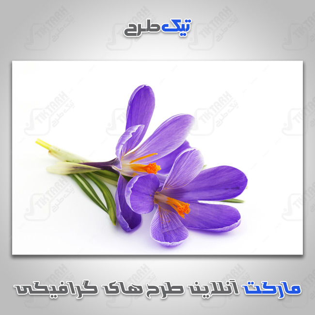 دانلود عکس گرافیکی گل زعفران
