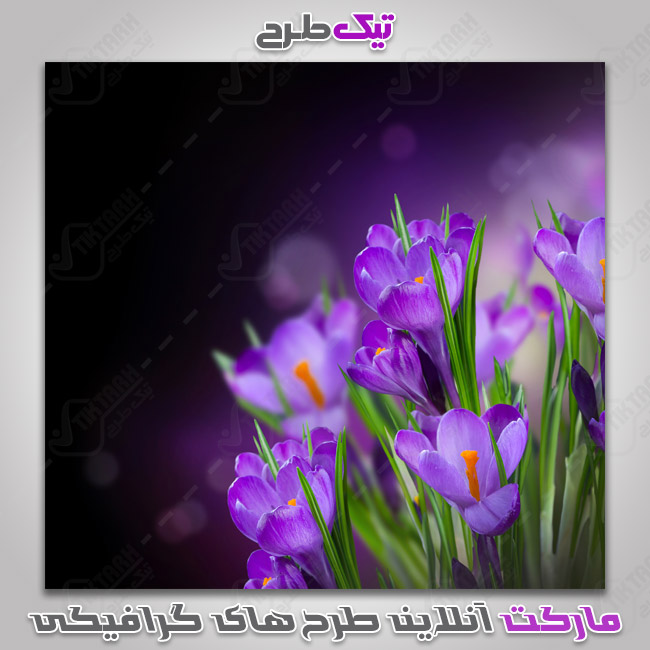 دانلود عکس گرافیکی گلهای بنفش