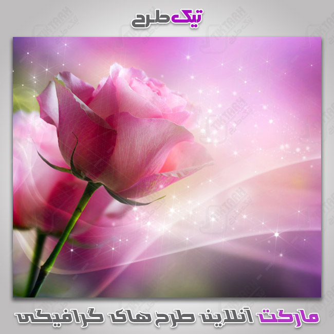 دانلود عکس گرافیکی گل رز صورتی
