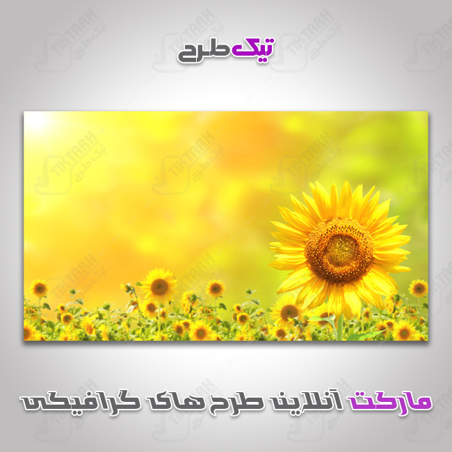 دانلود عکس گرافیکی گل آفتاب گردان