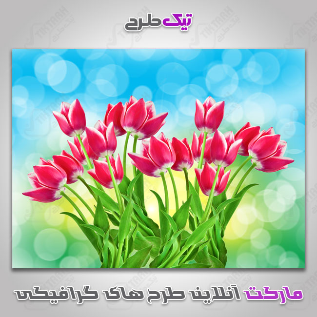 عکس گرافیکی گل های لاله