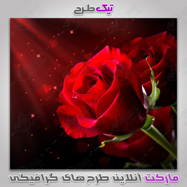 دانلود عکس گرافیکی گل رز قرمز
