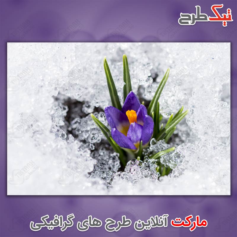 تصویر با کیفیت گل بنفش میان برف و یخ