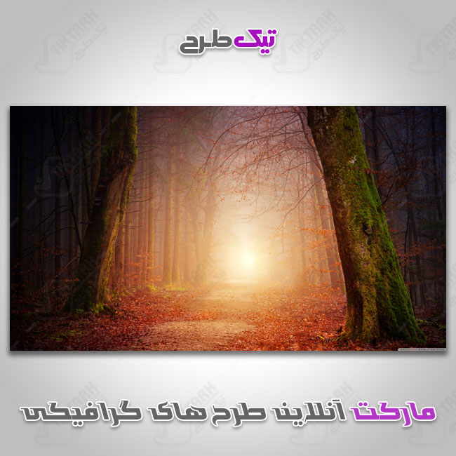 دانلود عکس با کیفیت جنگل پاییزی