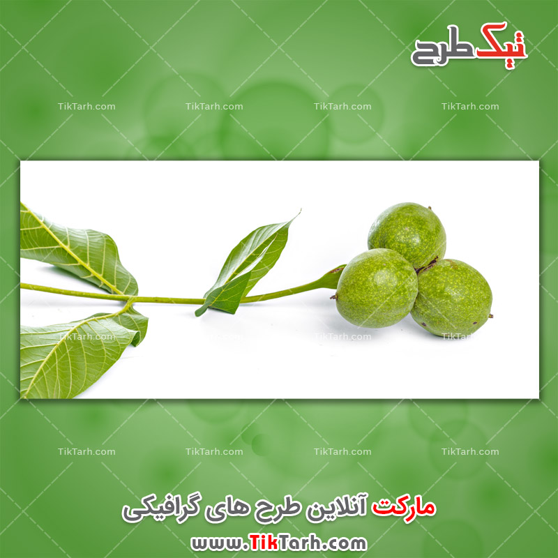 دانلود عکس با کیفیت گردوی سبز