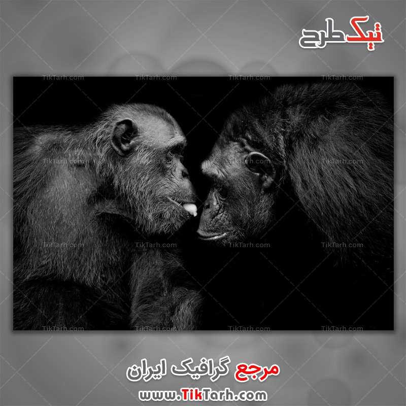 دانلود عکس لارج فرمت شامپانزه