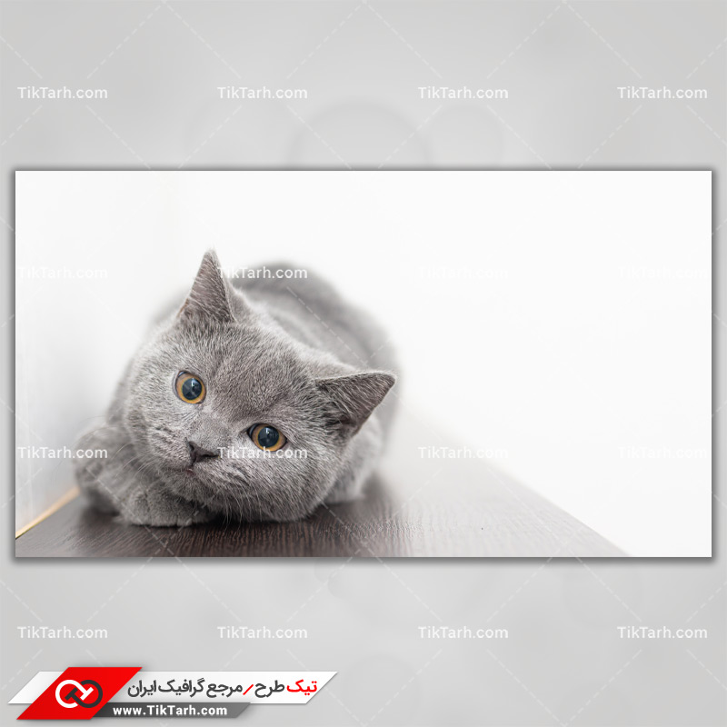 دانلود تصویر با کیفیت گربه خاکستری
