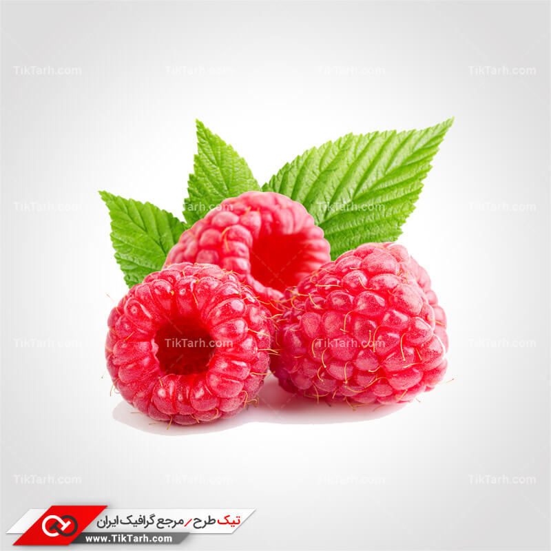دانلود طرح لایه باز تمشک
