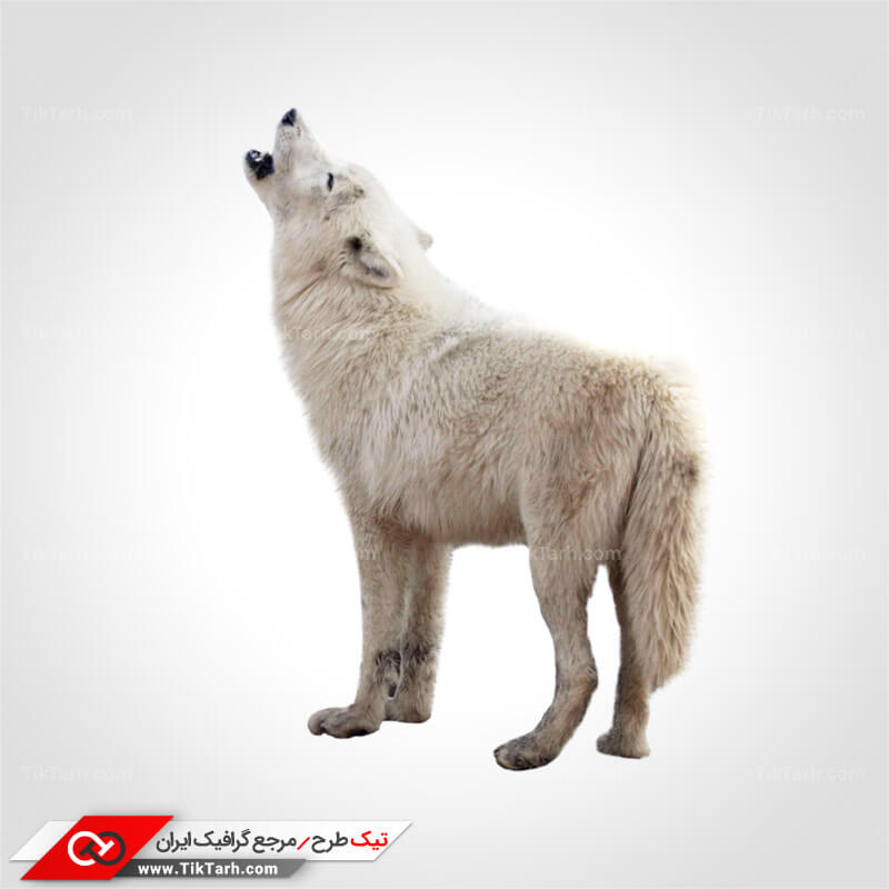 دانلود طرح گرافیکی گرگ سفید