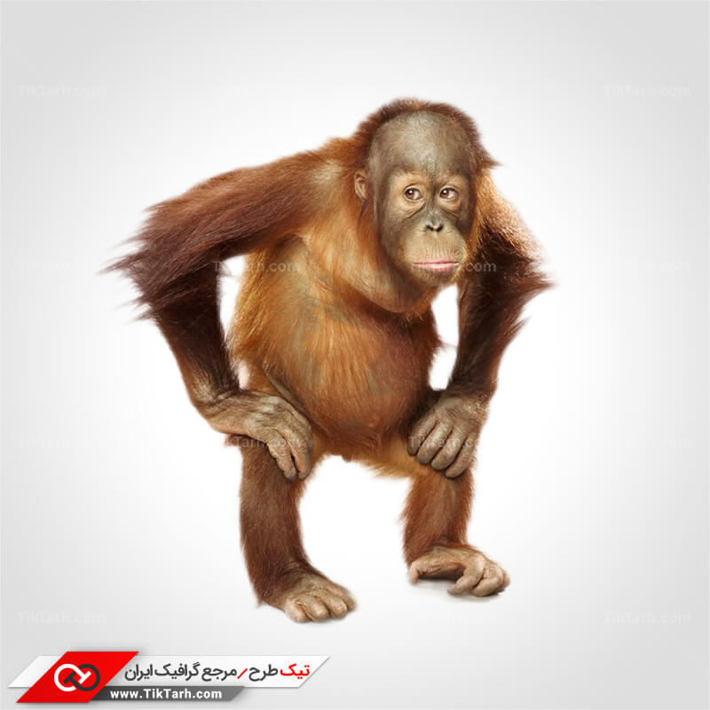 دانلود طرح لایه باز میمون