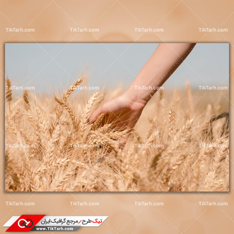 دانلود تصویر با کیفیت خوشه های گندم در گندمزار