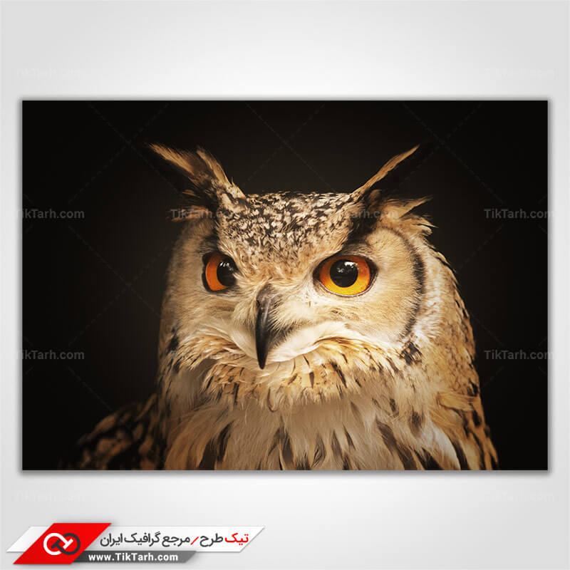 دانلود تصویر با کیفیت جغد