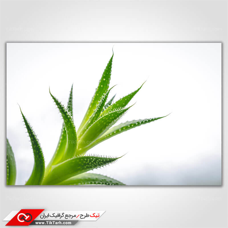 دانلود عکس با کیفیت کاکتوس