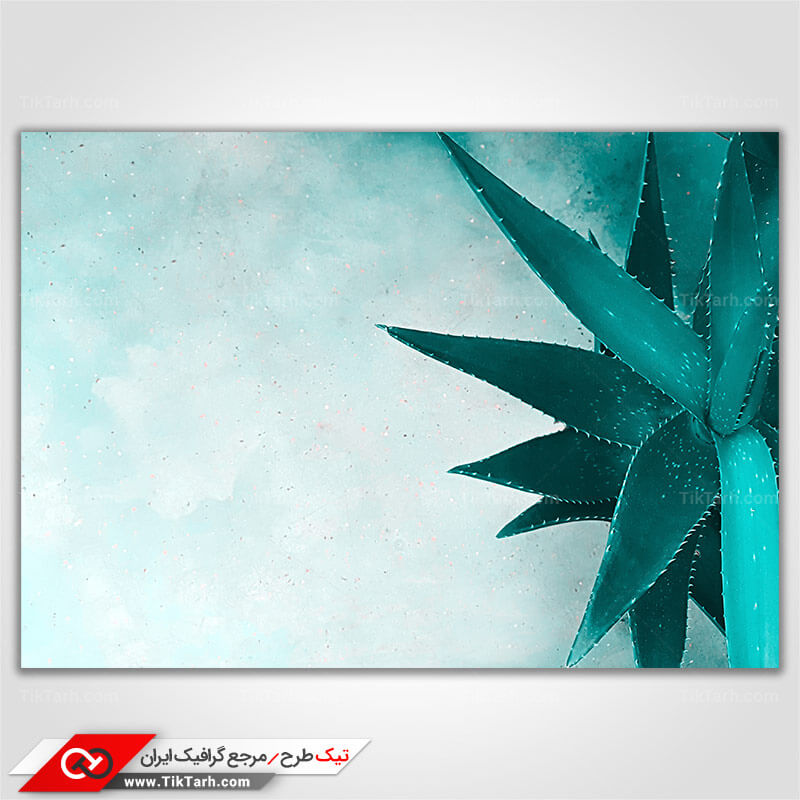 دانلود عکس کاکتوس