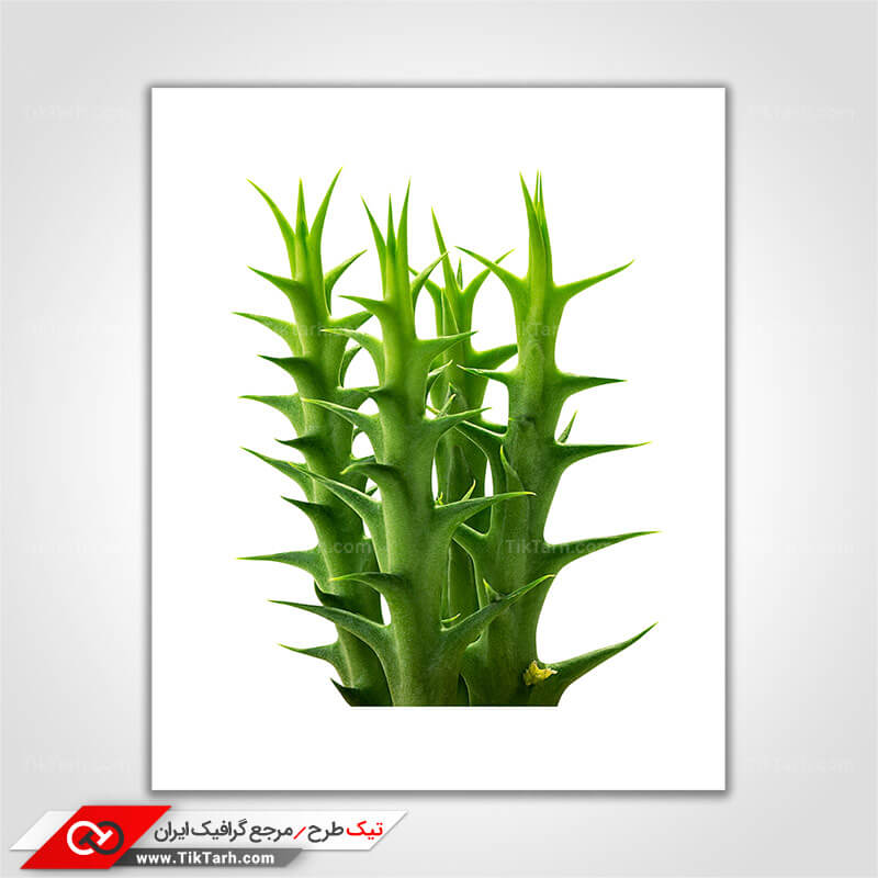 دانلود عکس گرافیکی کاکتوس سبز