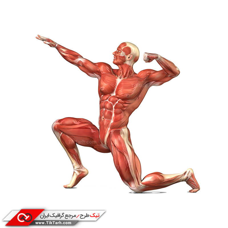 طرح لایه باز کلیپ آرت آناتومی عضلات بدن