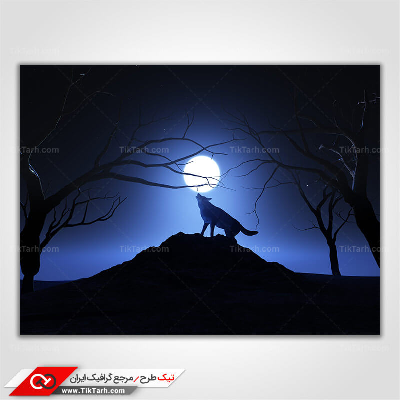 تصویر با کیفیت گرگ وحشی