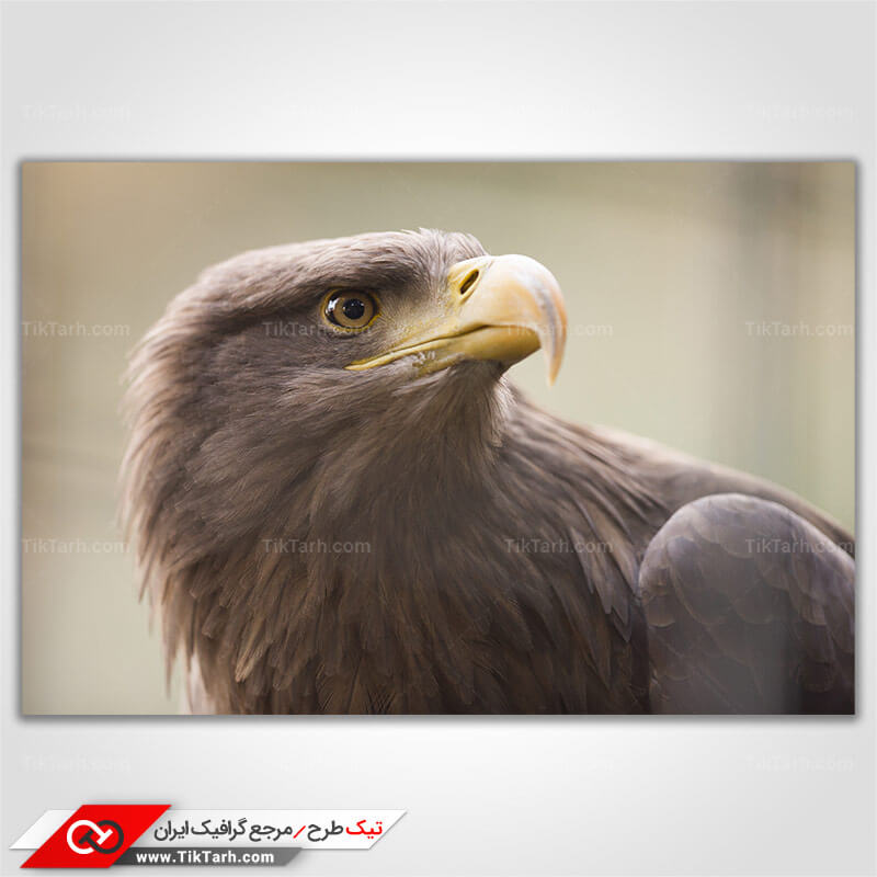 تصویر گرافیکی با کیفیت عقاب