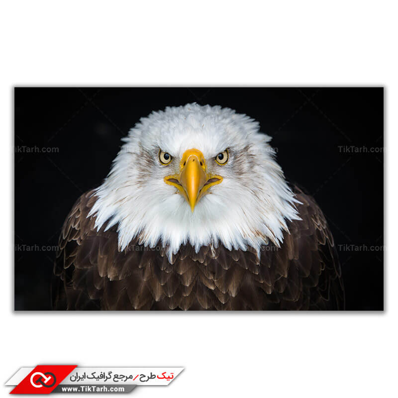 عکس گرافیکی عقاب خشمگین