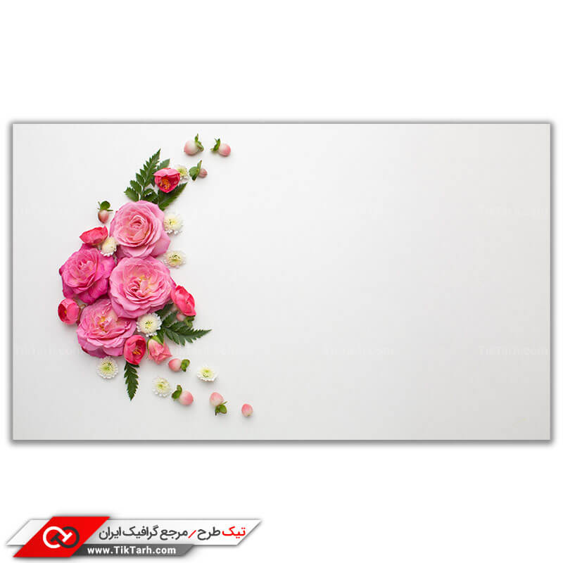 تصویر باکیفیت گل محمدی