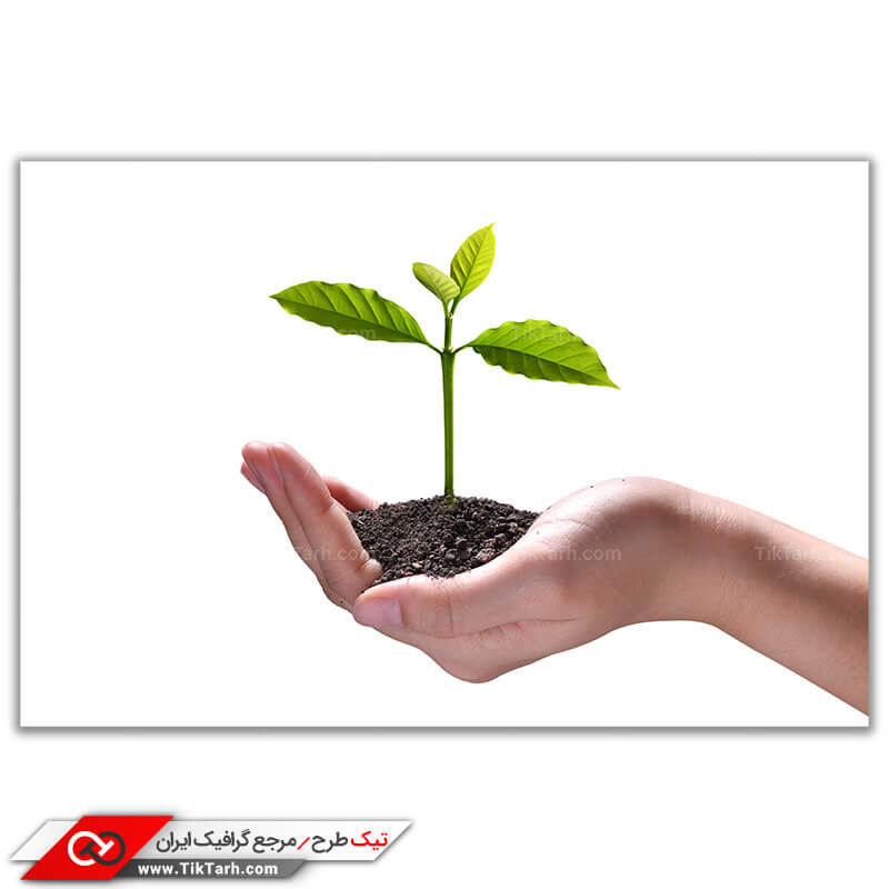 تصویر باکیفیت جوانه گیاه