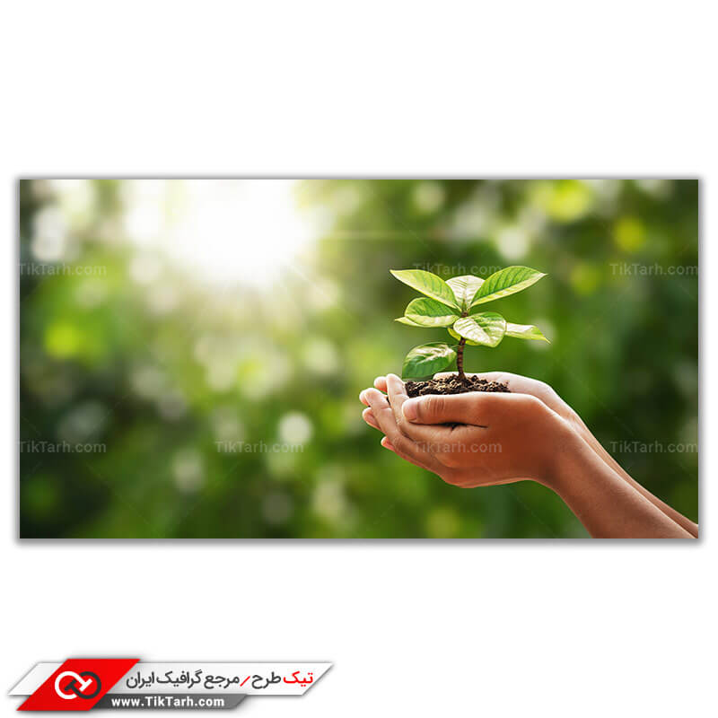 دانلود تصویر لارج فرمت جوانه گیاه