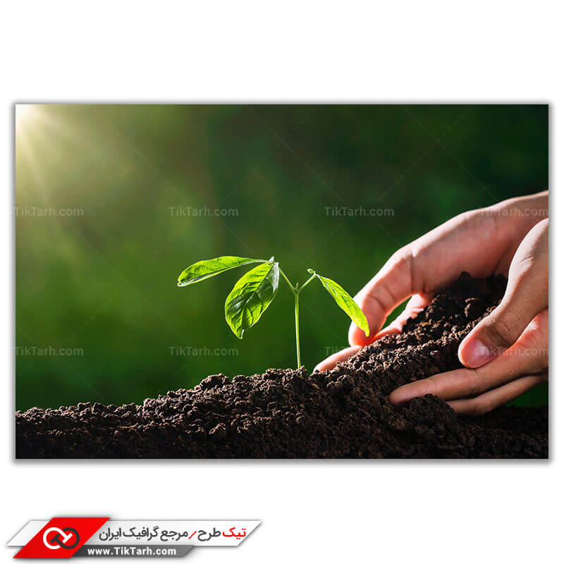 دانلود عکس لارج فرمت جوانه گیاه