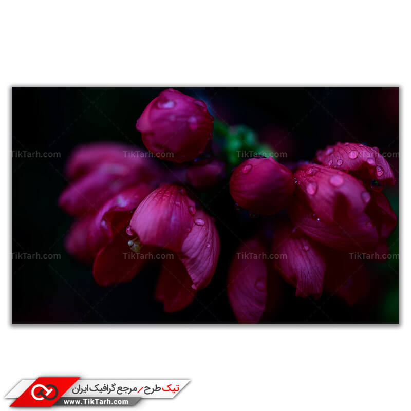 تصویر باکیفیت از شبنم گلبرگ